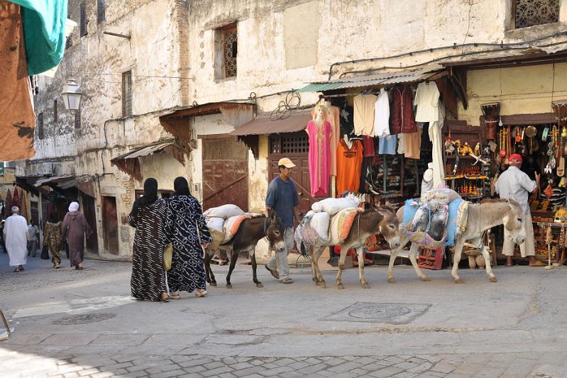 DSC_0662a-osliky.jpg - Oslíci ako univerzálni nosiči