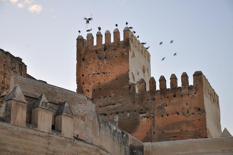 DSC_0764-bociany.JPG - Našli sme aj bociany - sem teda prilietajú na zimu! (Féz)