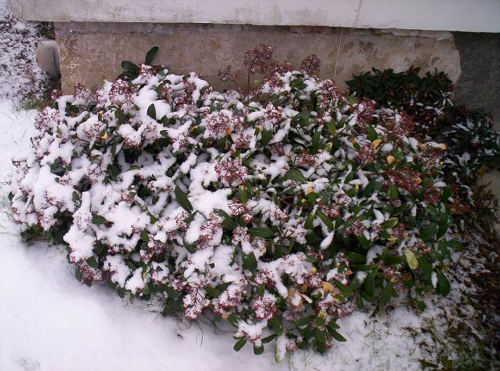 100_1671.JPG - Skimie japonska u me preckava vsechno, kvety ve snehu..