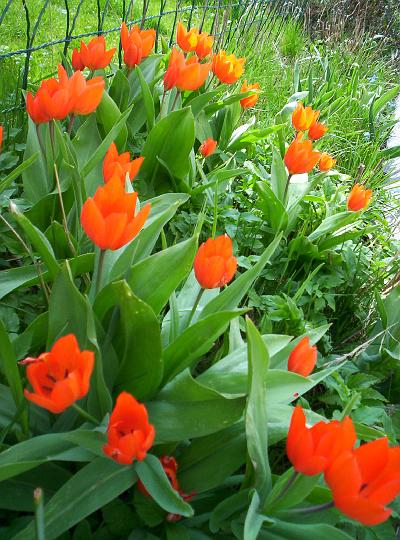 100_1725.JPG - Zacinaji vsude kvest tulipany -- po nich vylezou ze zeme trvalky.