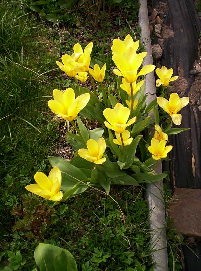 100_1731.JPG - Zase jine tulipany podsazene pod trvalky.