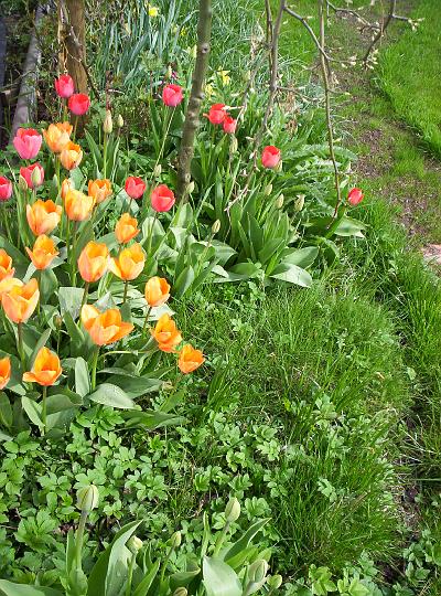100_1755.JPG - Dalsi ukazka, ze mi tulipany rostou vsude (za chvili nad nimi vyrostou trvalky).