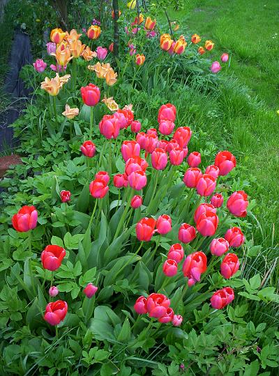 100_1780.JPG - Posledni sada tulipanu zacla kvest.