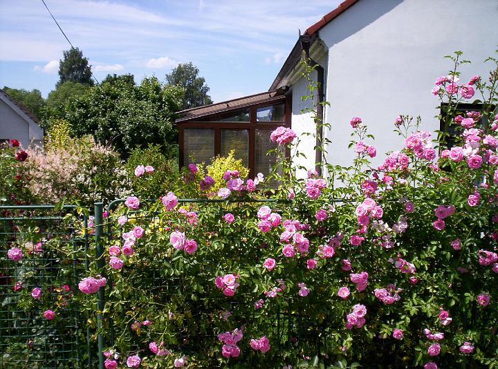 100_1856.JPG - Pres rozkvetly plot z ruzi neni zimni zahrada ani videt:).
